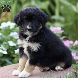 Fred, Miniature Australian Shepherd Puppy